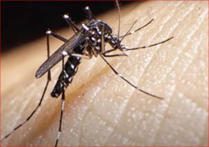 zika-virus-zika-virus-knocked-in-karnataka