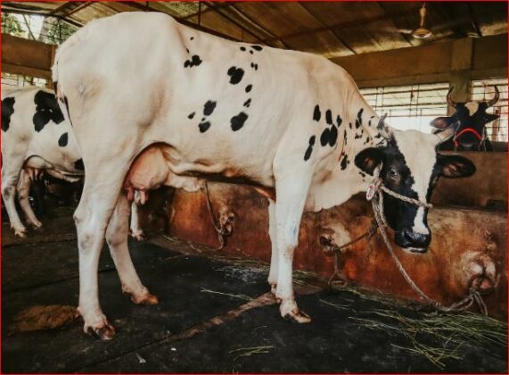 Dairy Farmer क्या है और डेयरी फार्म कैसे शुरू करें Aaj Ki Taaja Khabren 